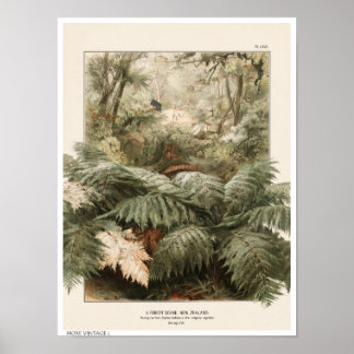 VINTAGE STIJL ILLUSTRATIE VAN NIEUW-ZEELAND BOS POSTER