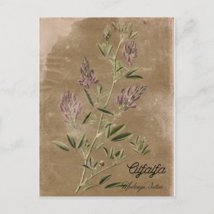 Vintage Stijlalfalfa-Plant Briefkaart