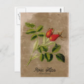 Vintage Stijlrosehips Briefkaart (Voorkant / Achterkant)