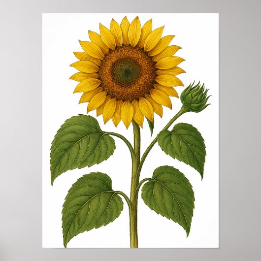 Vintage Sunflower Poster (Voorkant)