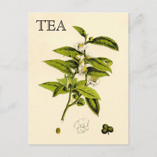 Vintage Tea Plant Briefkaart (Voorkant)