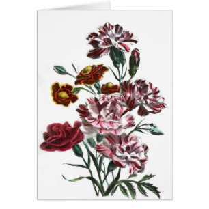 Vintage Tekening: Vlaamse Roze Bloemen