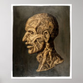 Vintage Testa Anatomica - Grande Impression (Devant)