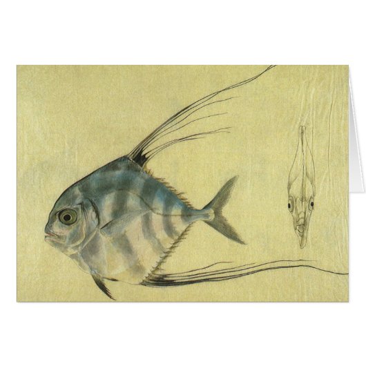 Vintage Threadfin Trevally, Pompano Africain Poiss (Devant horizontal)