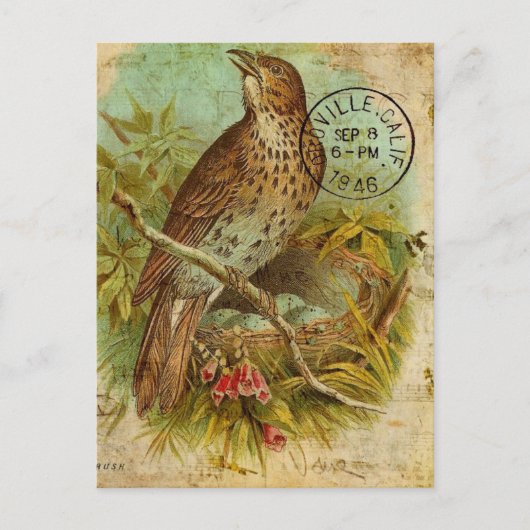 Vintage Thrush Bird Briefkaart (Voorkant)