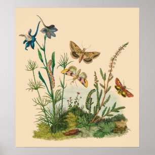 Vintage tuininsecten, bustervliegen, pijlers poster