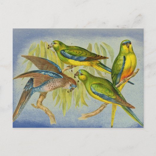 Vintage Turquoise Parrot Briefkaart (Voorkant)