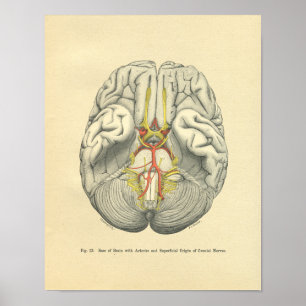 Vintage van de anatomische hersenzenuwen poster