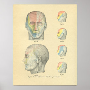 Vintage van de anatomische sensorische craniale ze poster