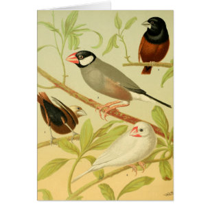 vintage vink en mus