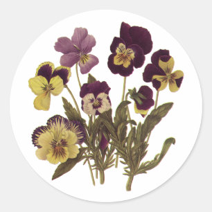 Vintage viooltjes in bloei, bloementuin bloemen ronde sticker