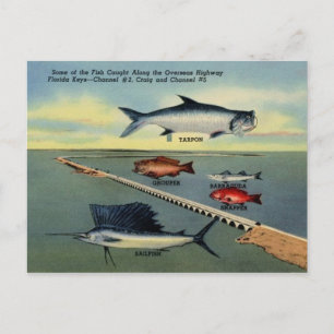 Vintage vis van het Briefkaart Florida Keys