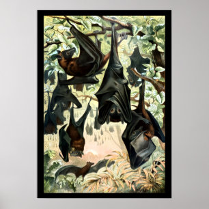 Vintage vliegende vos vleermuis academische illust poster