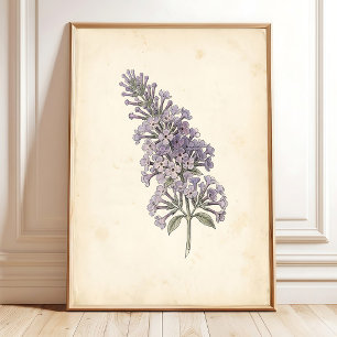 Vintage Vlinder Botanische Print Poster