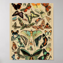 Vintage Vlinders Papillons Poster