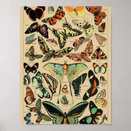 Vintage Vlinders Papillons Poster