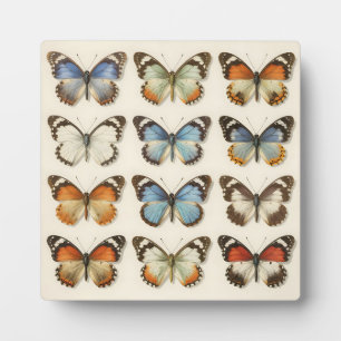 Vintage Vlinderspecimen Collectie Fotoplaat