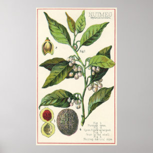 Vintage Voedingskruiden, specerijen, Planten Poster