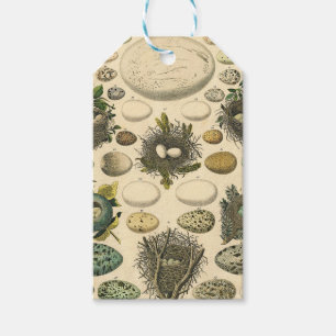 Vintage Vogel Ei Nest Kunst Schilderij Natuurlijke Cadeaulabel
