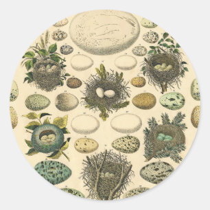 Vintage Vogel Ei Nest Kunst Schilderij Natuurlijke Ronde Sticker