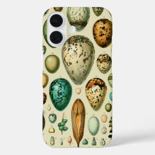 Vintage vogeleieren Franse viskuil Kunst iPhone 16 Hoesje
