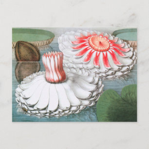Vintage waterlelie bloemen, waterlelies in een vij briefkaart