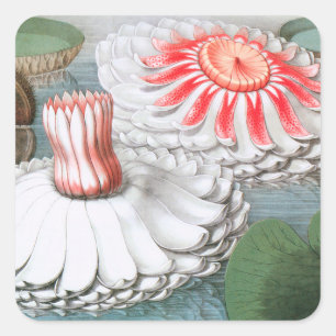 Vintage waterlelie bloemen, waterlelies in een vij vierkante sticker