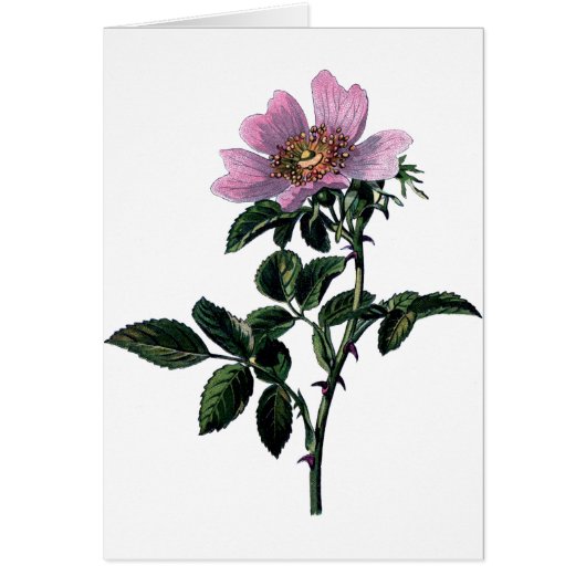 Vintage Wild Rose (Devant)