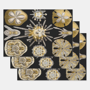 Vintage zee-egels zanddollars door Ernst Haeckel Inpakpapier Vel