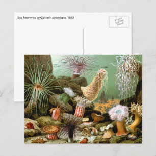 Vintage zeeanemonen, zeeleven oceandieren briefkaart