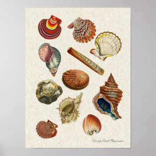 Vintage-zeehondenPoster met hoge resolutie Poster