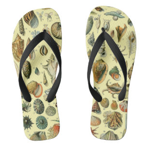 Vintage Zeeschelp Afdruk Adolphe Millot Kust Teenslippers