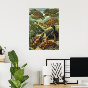 Vintage Zeeschildpadden en Landschildpadden door E Poster