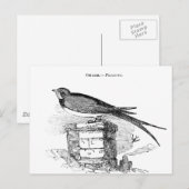 Vintage zwaluw vogel briefkaart (Voorkant / Achterkant)