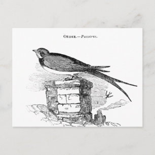 Vintage zwaluw vogel briefkaart