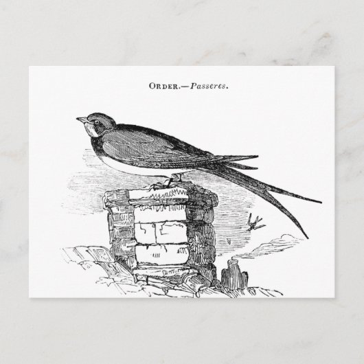 Vintage zwaluw vogel briefkaart (Voorkant)