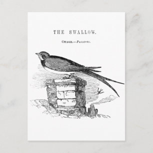Vintage zwaluw vogel briefkaart