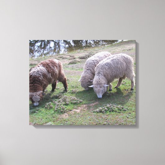 Vinyl Fotobehang - Drie schapen Canvas Afdruk (Voorkant)