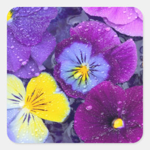Viola bloemen drijvend in vogelbad met dauw vierkante sticker