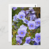 Viola [Briefkaart] Briefkaart (Voorkant / Achterkant)