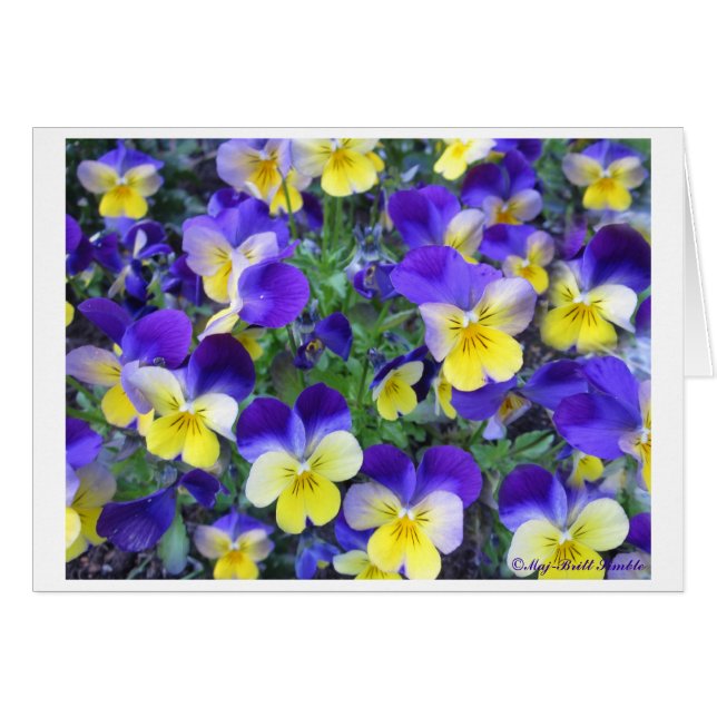 Viola cornuta (Voorkant Horizontaal)