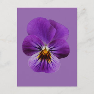 Viola Flower Briefkaart