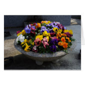 Viola sortrockiana (Devant horizontal)