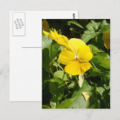 Viola "Swiss Giant Yellow" Briefkaart (Voorkant / Achterkant)