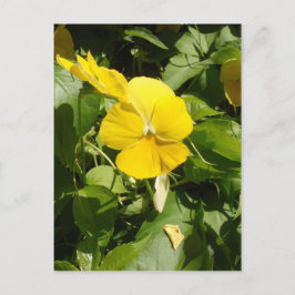 Viola "Swiss Giant Yellow" Briefkaart