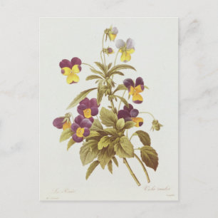 Viola Tricolor Briefkaart