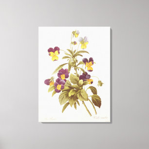 Viola Tricolor Canvas Afdruk