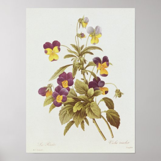 Viola Tricolor Poster (Voorkant)