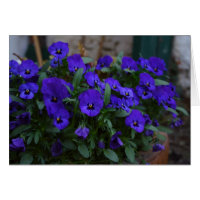 Viola wittrockiana