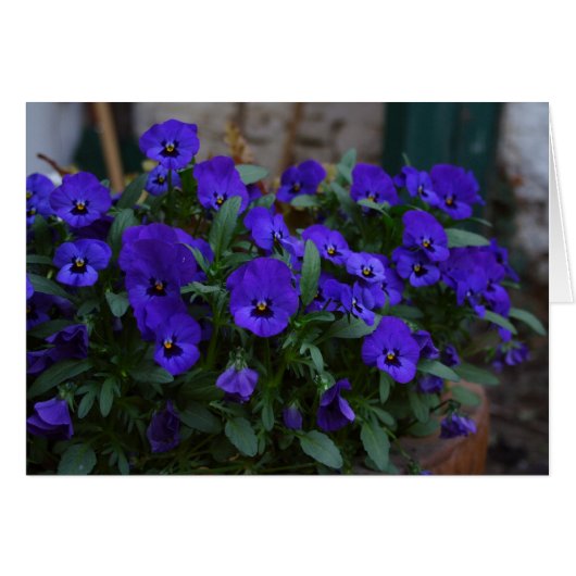 Viola wittrockiana (Voorkant Horizontaal)